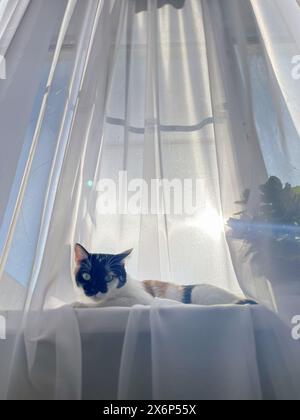 A tortoiseshell cat with green eyes lounges on a window sill, gazing outside at the sun shining through sheer white curtains. Stock Photo