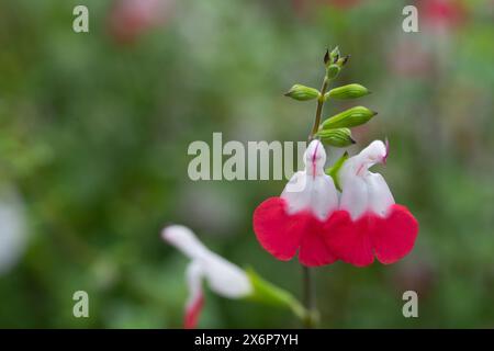 Mexican Savage Flowers, Salvia Microphylla Kunth Stock Photo