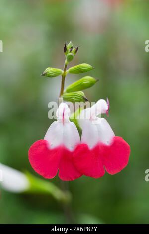 Mexican Savage Flowers, Salvia Microphylla Kunth Stock Photo