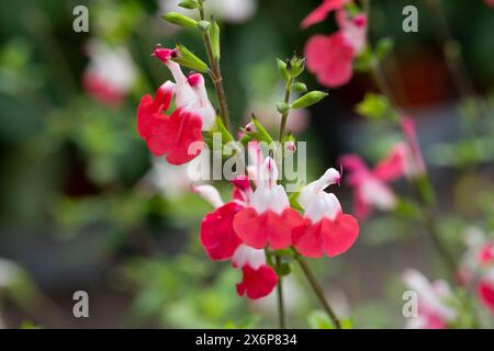 Mexican Savage Flowers, Salvia Microphylla Kunth Stock Photo