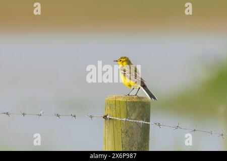 Yellow Wagtail, Norfolk, May 2024 Stock Photo