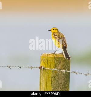 Yellow Wagtail, Norfolk, May 2024 Stock Photo