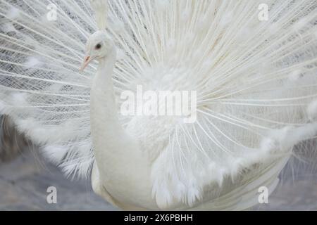 Close up of white peacock with open tail feathers Stock Photo