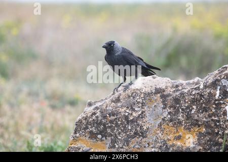 Jackdaw (Corvus monedula) Stock Photo