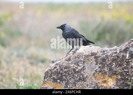 Jackdaw (Corvus monedula) Stock Photo