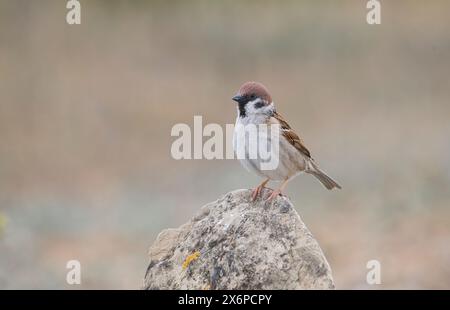 Tree sparrow (Passer montanus) Stock Photo