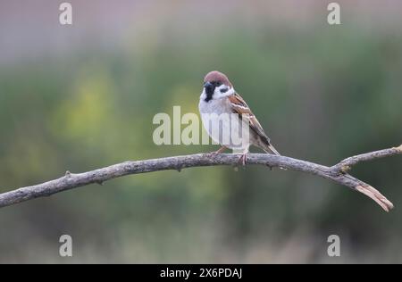 Tree sparrow (Passer montanus) Stock Photo