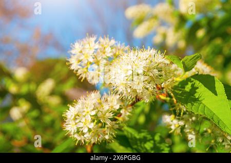 Spring flowers. White flowers of blooming bird cherry tree - in Latin Prunus maackii, also Padus maackii. Selective focus at the central flowers Stock Photo