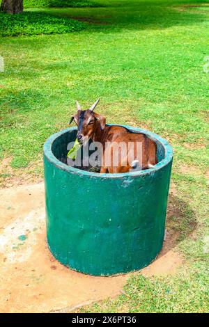 Goat in the public bin and eating leaves Stock Photo