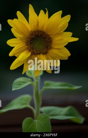 Isolated sunflower framed vertically Stock Photo