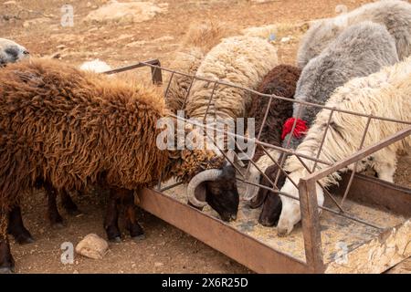 group of sheeps in desert eating from fodder rack Stock Photo