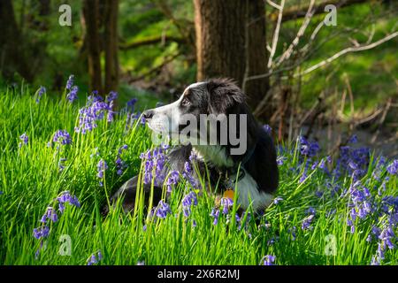Young Border Collie sat in bluebells in an English woodland in springtime. Stock Photo