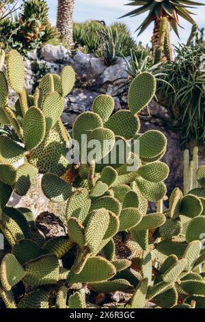 The Jardin botanique d'Eze, a botanical mountaintop garden located in Eze, on the French Riviera Stock Photo