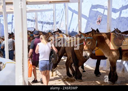 Thira, Santorini, Greece - 8 May 2024: Tourist attraction the donkeys on the famous steps of the city of Thira on the island of Santorini in Greece *** Touristenattraktion die Esel auf den berühmten Stufen der Stadt Thira auf der Insel Santorini in Griechenland Stock Photo