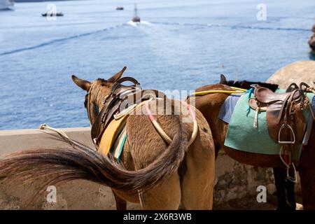 Thira, Santorini, Greece - 8 May 2024: Tourist attraction the donkeys on the famous steps of the city of Thira on the island of Santorini in Greece *** Touristenattraktion die Esel auf den berühmten Stufen der Stadt Thira auf der Insel Santorini in Griechenland Stock Photo