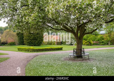 Malus Hupehensis with masses of white blossom falling on the path of an English park in spring. Stock Photo