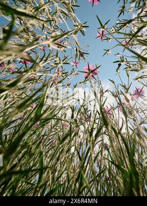 Wild flower meadow viewed from below looking up to a pink flowers and sky background. Stock Photo