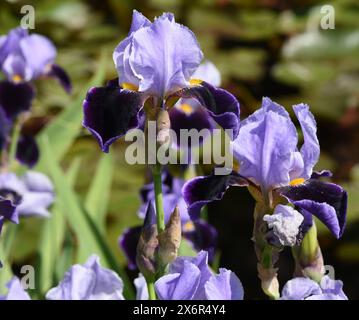 Iris, Die Schwertlilie ist eine wild wachsende Blume mit blauen Blueten. The iris is a wild flower with blue flowers. Schwertlilie, Iris, germanica ** Stock Photo
