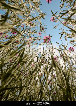 Wild flower meadow viewed from below looking up to a pink flowers and sky background. Stock Photo