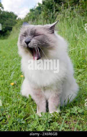Birman cat yawning Stock Photo