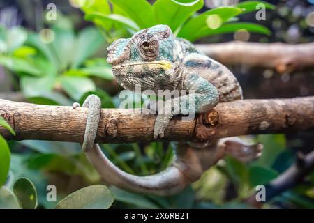 Chameleon walking on a branch. It's a popular pet in Thailand. Stock Photo