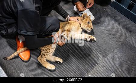 A lion cub was lying on the floor. Raised by humans. Stock Photo