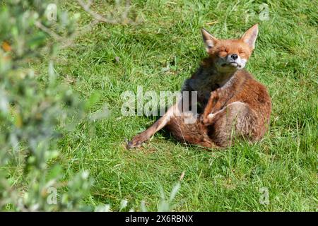 UK weather, 15 May 2024: in a London garden a family of foxes enjoy mild sunny weather between spells of rain. Here the vixen has a scratch while her five cubs are playing. Credit: Anna Watson/Alamy Live News Stock Photo