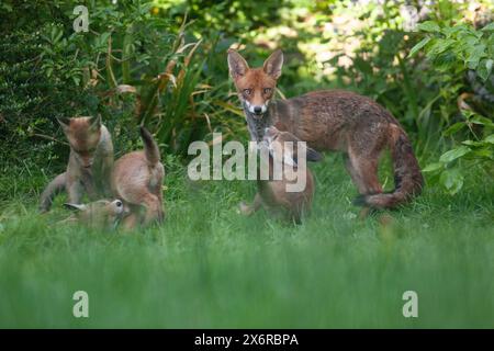 UK weather, 15 May 2024: in a London garden a family of foxes enjoy mild sunny weather between spells of rain. Here the dog fox stands guard while four of his five cubs play. Credit: Anna Watson/Alamy Live News Stock Photo