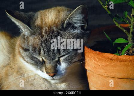 A gray cat sleeps on the windowsill with its head resting on a flowerpot. Stock Photo