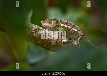 Chameleon in the nature habitat, Andasibe Mantadia NP in Madagascar. Lizard, wildlife. Calumma parsonii ssp. cristifer, Parson's chameleon, sitting on Stock Photo