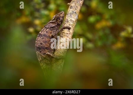 Madagascar forest nature.  Panther hameleon on tree branch, Furcifer pardalis, sitting on the in the nature habitat, Ranomafana NP. Endemic Lizard fro Stock Photo