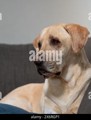 blond labrador dog waiting patiently for his owner to come back home. Stock Photo