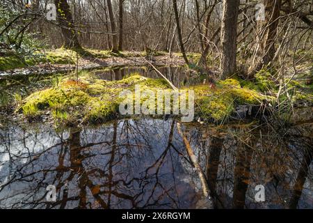 Brachythecium rutabulum moss covering a mound of peaty soil amongst a flooded forest floor with acidic peaty ponds of water Stock Photo