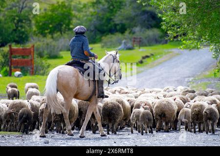 A Gaucho on horseback taking the sheep out to pasture at the  Estancia Nibepo Aike in the Los Glaciarers National Park. Stock Photo