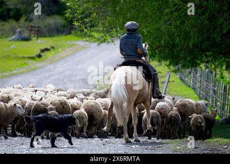 A Gaucho on horseback taking the sheep out to pasture at the  Estancia Nibepo Aike in the Los Glaciarers National Park. Stock Photo