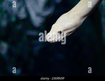 Close up of the head of a white snake Stock Photo