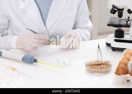 Quality control. Food inspector examining wheat spikelet in laboratory, closeup Stock Photo