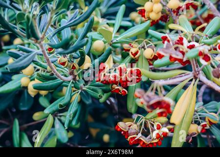 Pittosporum tobira, Australian laurel, Japanese cheesewood, Japanese pittosporum, mock orange Stock Photo