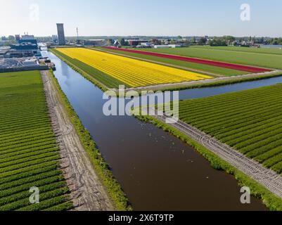 Colorful Blooming Tulip Fields in the Netherlands, Aerial Drone Shot.  Stock Photo