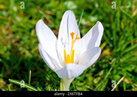 Crocus (crocus vernus), close up of single white flower growing on the trimmed grass of a roadside verge in the spring. Stock Photo