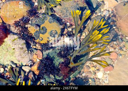 Close up of seaweed growing in a shallow rockpool on the beach breaking through the surface of the water into the sunshine. Stock Photo