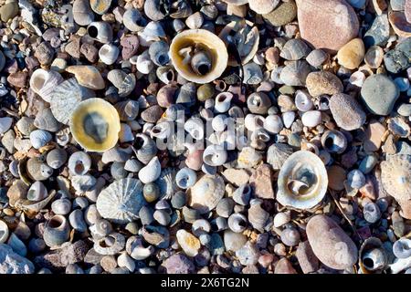 Close up of a collection of different seashells washed up on a pebble beach, including limpet, whelk and button top shells. Stock Photo