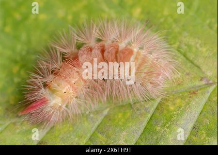 Pale tussock (Calliteara pudibunda), caterpillar of the red colour variant, North Rhine-Westphalia, Germany Stock Photo