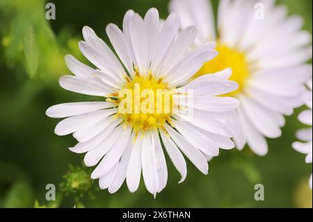 Smooth-leaved aster or Symphyotrichum novi-belgii (Aster novi-belgii, Symphyotrichum novi-belgii), flower, ornamental plant, North Rhine-Westphalia Stock Photo