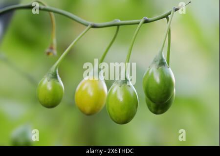 Large kangaroo apple (Solanum laciniatum), fruit on a shrub, native to Australia and New Zealand Stock Photo