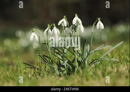 Common snowdrop (Galanthus nivalis), North Rhine-Westphalia, Germany Stock Photo