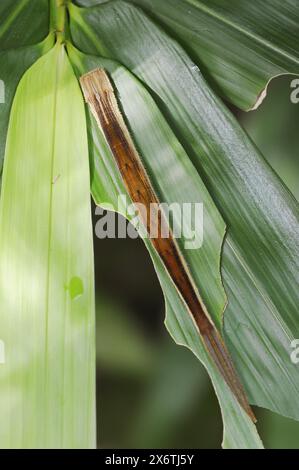 Owl butterfly or bamboo butterfly (Eryphanis polyxena), caterpillar, occurrence in South America, captive, North Rhine-Westphalia, Germany Stock Photo