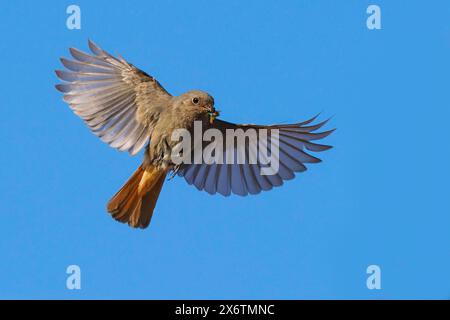 A black redstart (Phoenicurus ochruros), female, in flight with outstretched wings against a clear blue sky, carrying insects in her beak Hesse Stock Photo