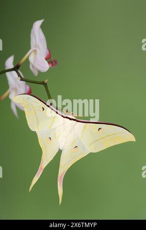 Indian luna moth (Actias selene), male on butterfly orchid (Phalaenopsis hybride), captive, occurrence in Asia Stock Photo