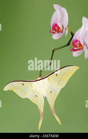 Indian luna moth (Actias selene), male on butterfly orchid (Phalaenopsis hybride), captive, occurrence in Asia Stock Photo